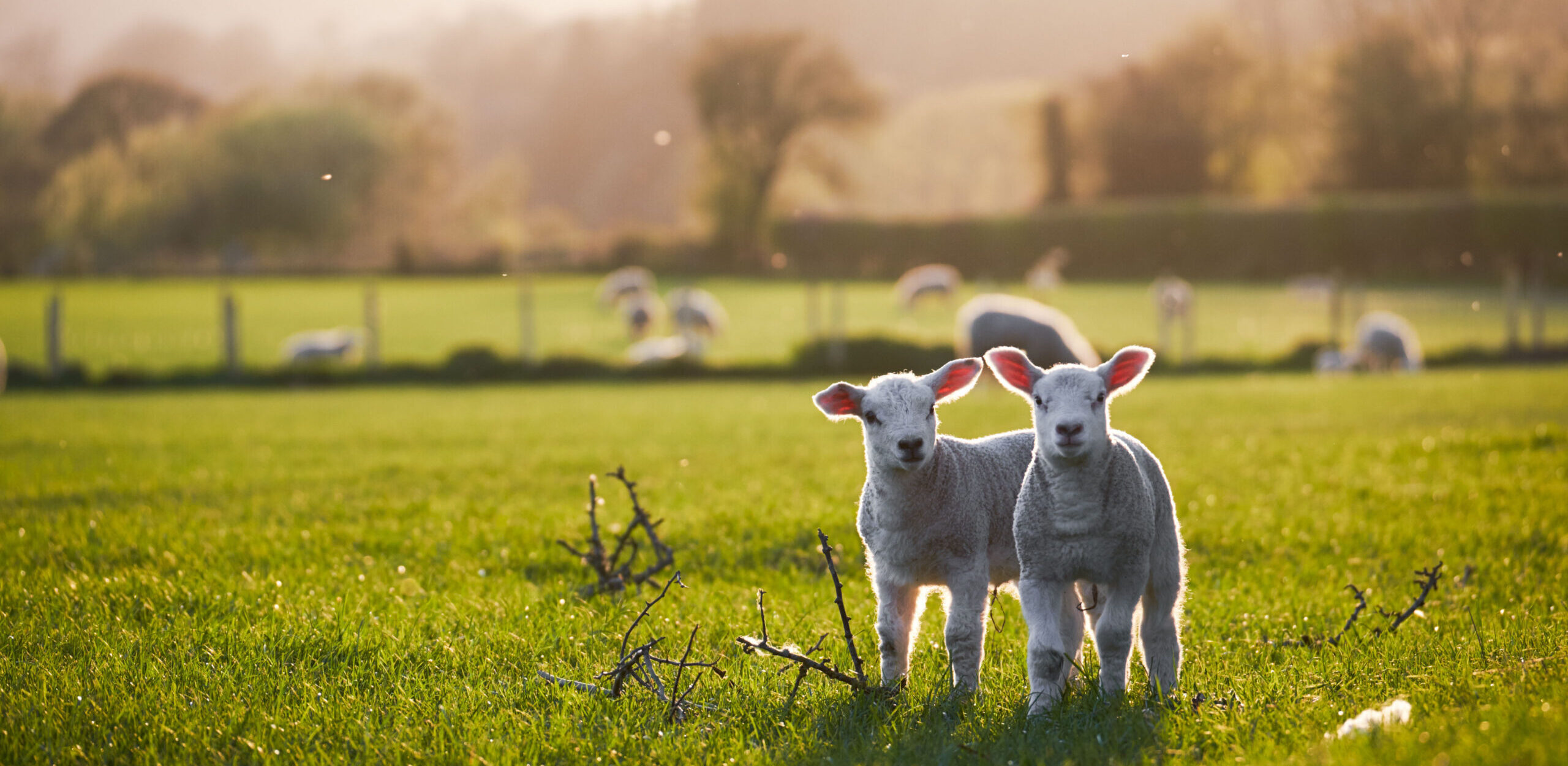Spring,Lambs,In,Countryside,In,The,Sunshine