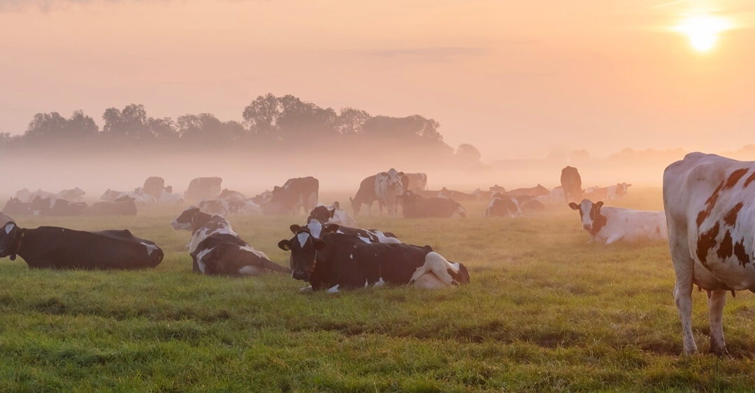 Hjerstaksje – Soargje dat Fryslân dy net mist!